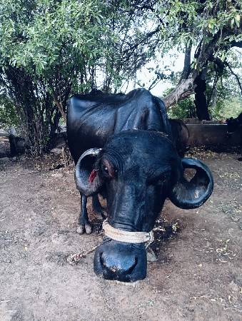 ગ
