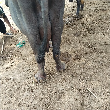 5 વેતર વીયાછે