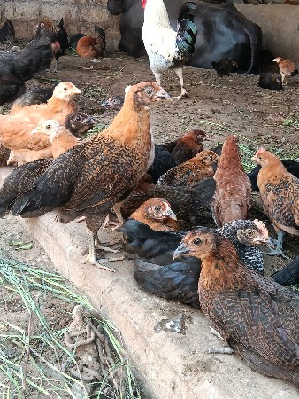 દેશી સોનાલી ના બચ્ચા