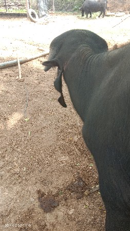 પાડો વેચવાનો છે