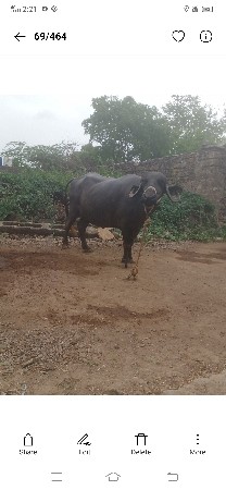 ભેંસ વેચવાની છે