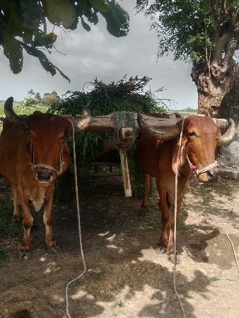 બળદ વેચવાના છે