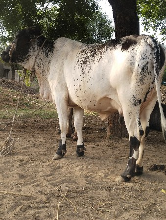ક્રોચ ગાય