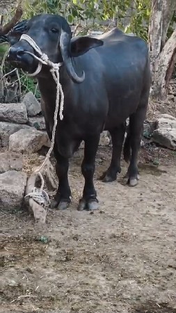 બીજું વેતર વ્યાલ