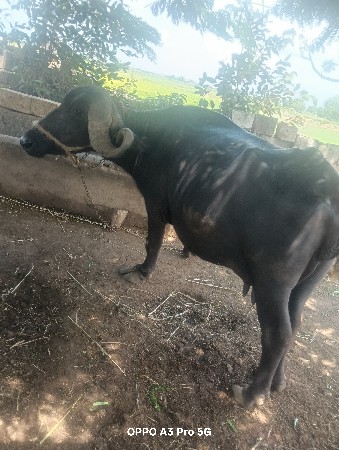 ભેંસ બેસવાની સે 10 ની કસી