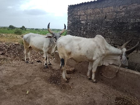 બળદ વેચવા