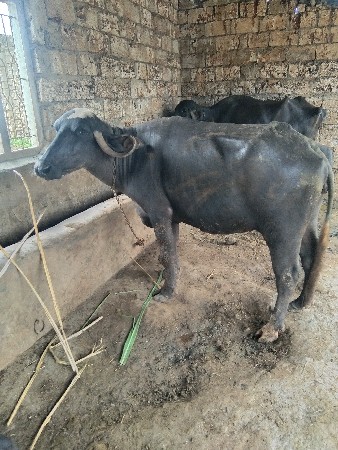 2 ભેંશ વેચવાની છે