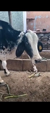 1 કાલે વિહાણેલ.   1 આજે વિહાણેલ