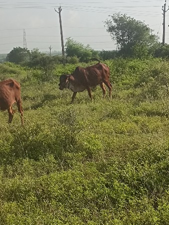 આ હોડકી વેચવાની છે