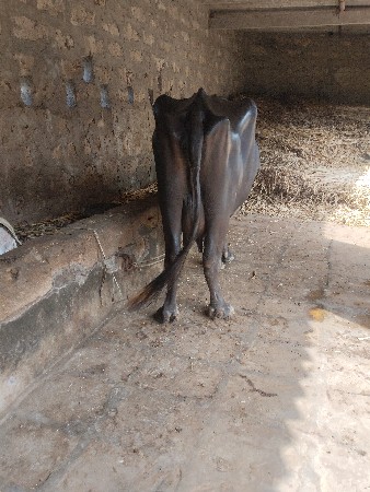 ભેસવેસવાનીસે