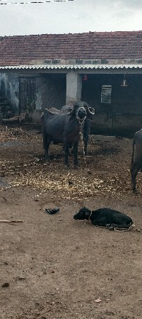 bhesh vechvani se