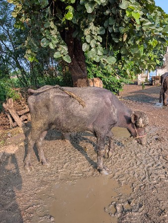Jafrabadi Khdeli Vechvani Che.