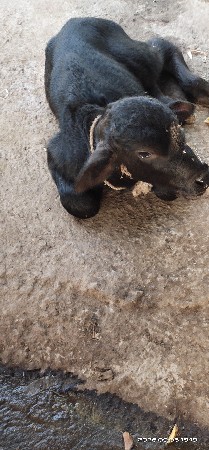 પેલું વેતર સે