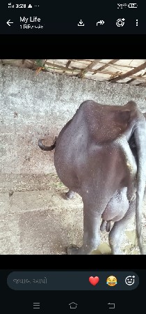 ભેસવેસવાનીસે બેદીનીકાસી