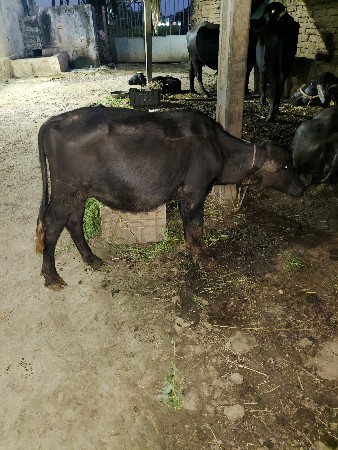 ગીર તાલારા