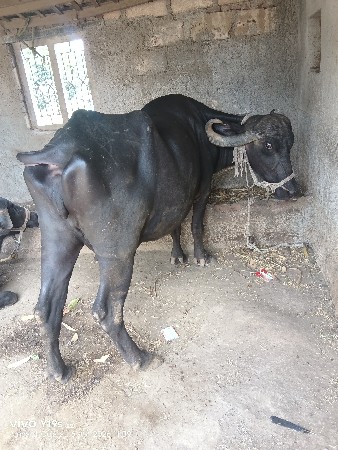 ભેંસ વેચવાની છે