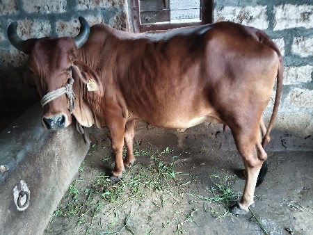 ગાય વેસવાની સે