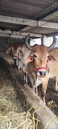 બળદ વેચવાના છે