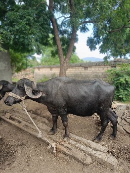 ભેંસ વેચવાની છે