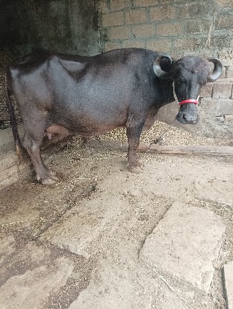 ભેંસ વેચવાની છે