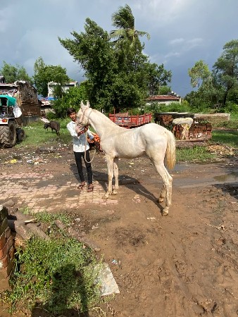 વછેરી વેચવાની છે