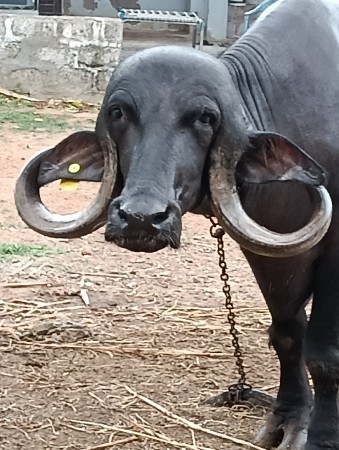 ધીરૂ‌ ભાઇ બોખિરીયા