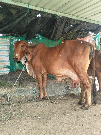 ગીર ગાય વેચવાની છે
