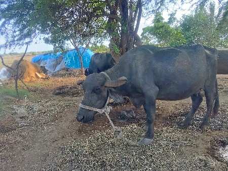 ભેંસ.    વેચવાનિ.    છે