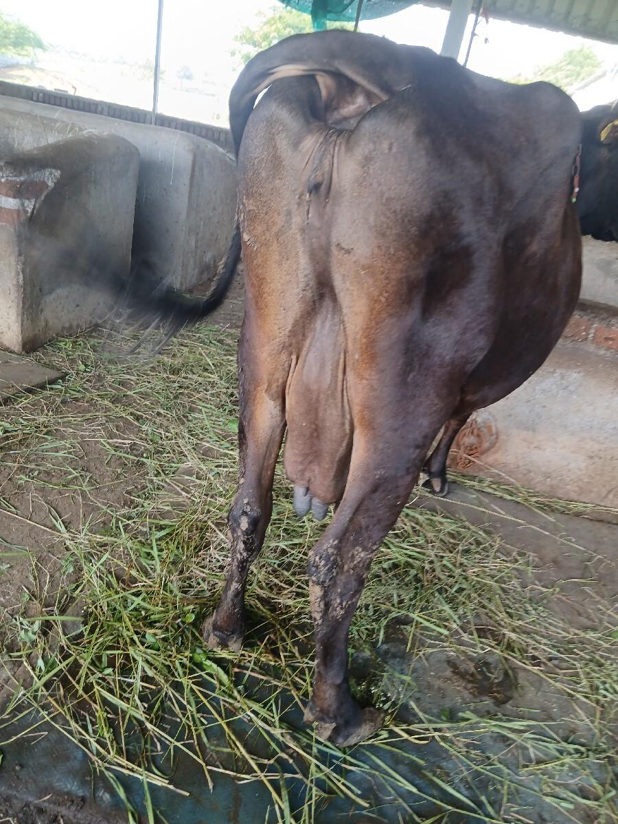 વેચવાની છે