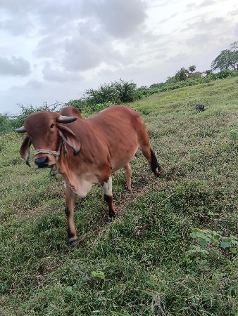 ગાય વેસવાની સે પેલું વેતર