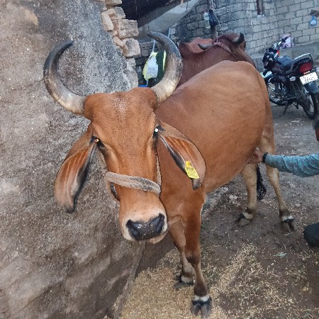 ગાય વેચવાની છે જવાબદારી સાથે
