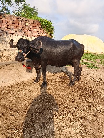 ભેંસ વેચવાની છે