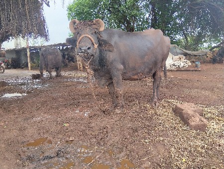 આ બની ભેંસ વેચવાનીછે