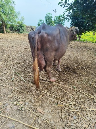 ભેંશ વેશવાની છે