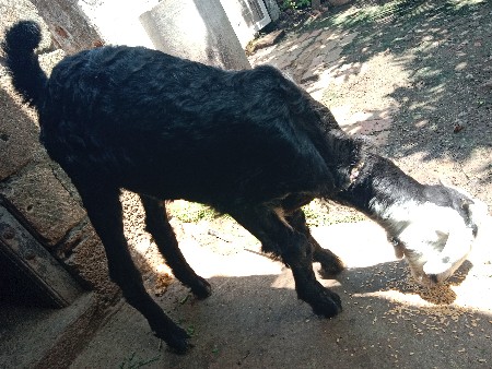 બકરી વેચવાની છે