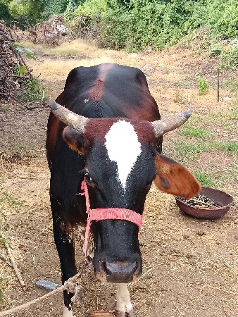 પેલા વેતર ની ઓળki