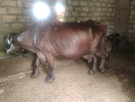 ભેંશ