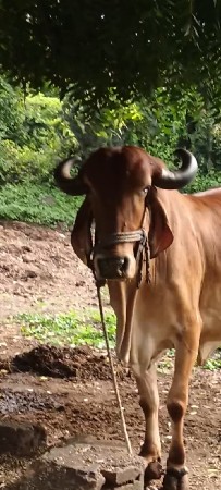 ગાય વેચવાની છે