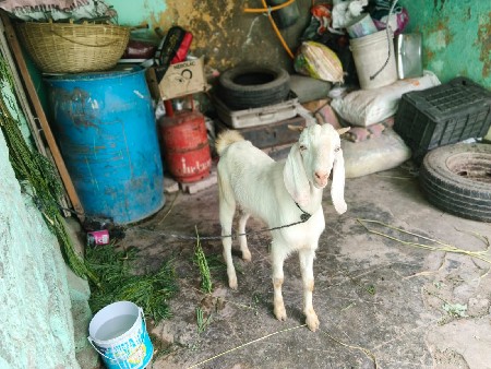 ગુલાબિ પતિરો બકરોવેચવાનો સે