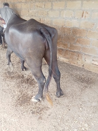 ભેંસ વેચવાની સે