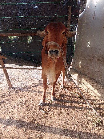 ગાય  2 મહીનાની ગા ભણી છે