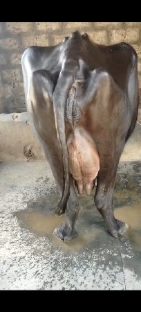 ભેસ વેચવાની છે