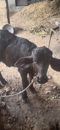 ભેંસ વેચવાની છે
