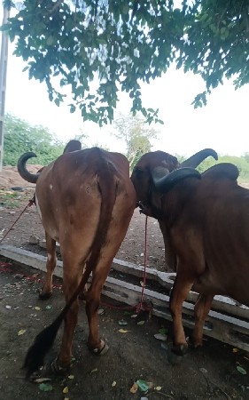 બળદ આપવાના છે