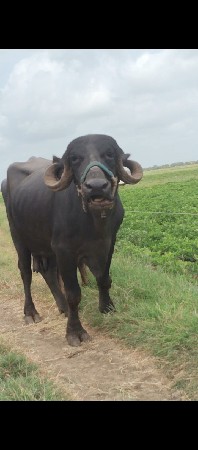 ભેશ વેચવા ની છે