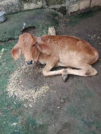 ગીર કોષ વાશડી