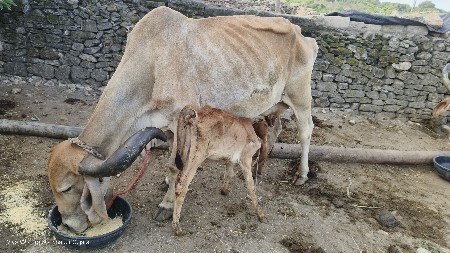 ગાયુ વેચવા ની છે 3
