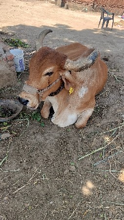 ગાય વેચવાની છે