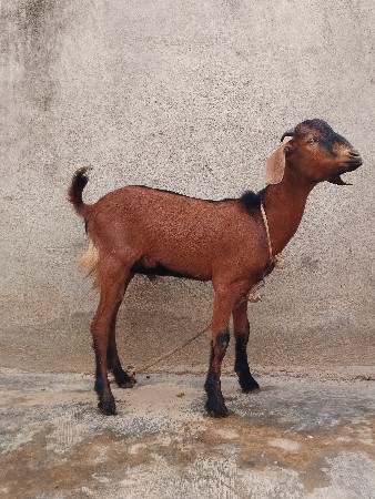 બકરા વેચવાનો છે