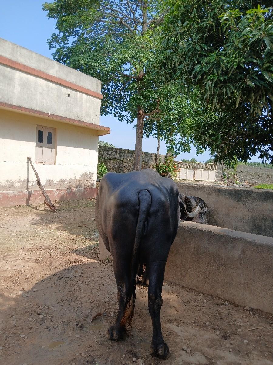 ભેસ વેચવાની છે